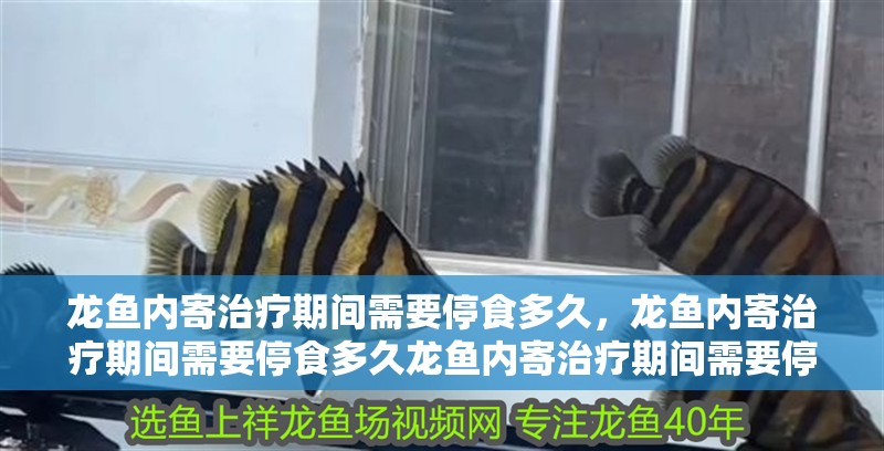 龍魚內寄治療期間需要停食多久，龍魚內寄治療期間需要停食多久龍魚內寄治療期間需要停食多久