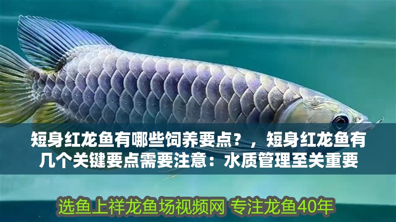 短身紅龍魚有哪些飼養(yǎng)要點(diǎn)？，短身紅龍魚有幾個(gè)關(guān)鍵要點(diǎn)需要注意：水質(zhì)管理至關(guān)重要