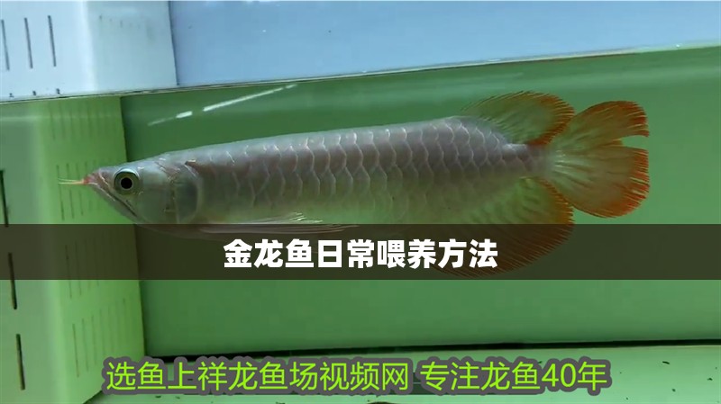 金龍魚日常喂養方法
