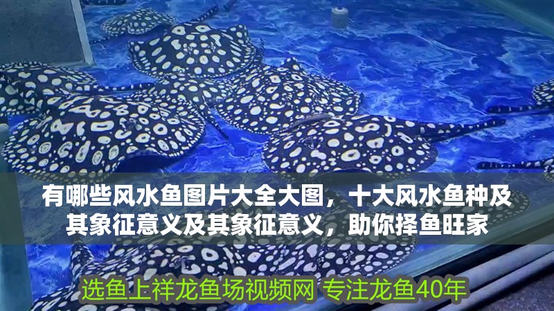 有哪些風(fēng)水魚(yú)圖片大全大圖，十大風(fēng)水魚(yú)種及其象征意義及其象征意義，助你擇魚(yú)旺家