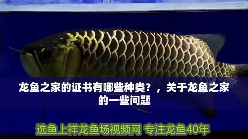 龍魚之家的證書有哪些種類？，關于龍魚之家的一些問題