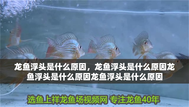 龍魚浮頭是什么原因，龍魚浮頭是什么原因龍魚浮頭是什么原因龍魚浮頭是什么原因