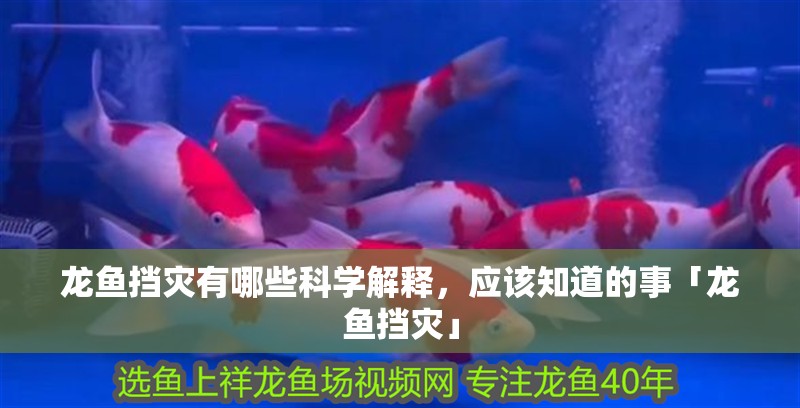 龍魚擋災有哪些科學解釋，應該知道的事「龍魚擋災」