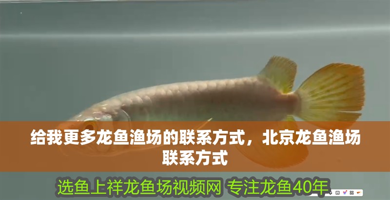 給我更多龍魚(yú)漁場(chǎng)的聯(lián)系方式，北京龍魚(yú)漁場(chǎng)聯(lián)系方式