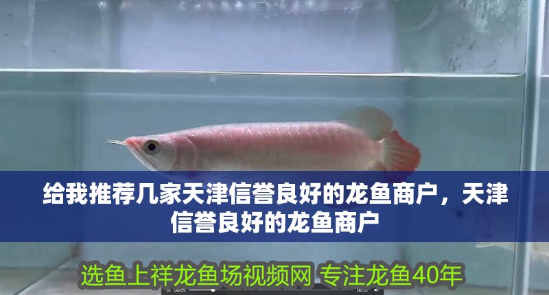 給我推薦幾家天津信譽(yù)良好的龍魚商戶，天津信譽(yù)良好的龍魚商戶