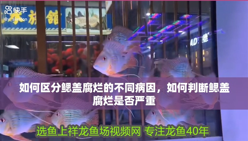 如何區分鰓蓋腐爛的不同病因，如何判斷鰓蓋腐爛是否嚴重
