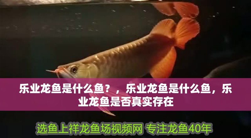 樂業龍魚是什么魚？，樂業龍魚是什么魚，樂業龍魚是否真實存在