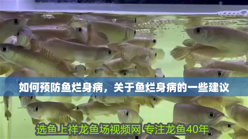 如何預防魚爛身病，關于魚爛身病的一些建議