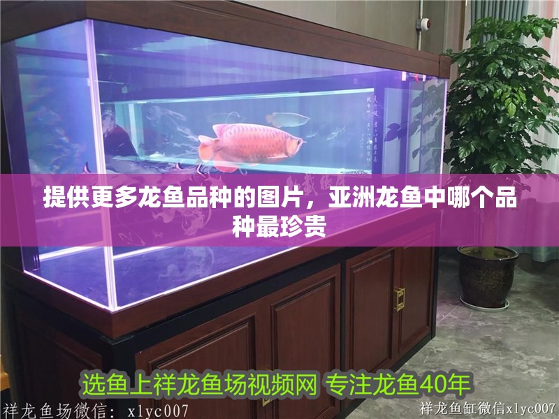 提供更多龍魚品種的圖片，亞洲龍魚中哪個品種最珍貴