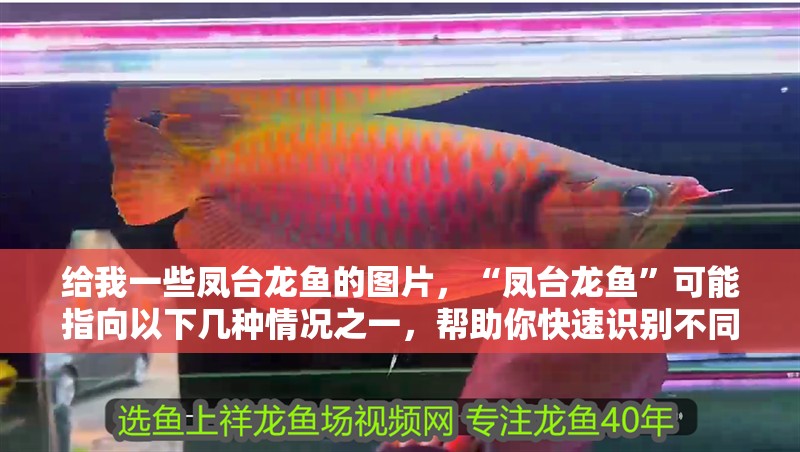 給我一些鳳臺龍魚的圖片，“鳳臺龍魚”可能指向以下幾種情況之一，幫助你快速識別不同類型的龍魚