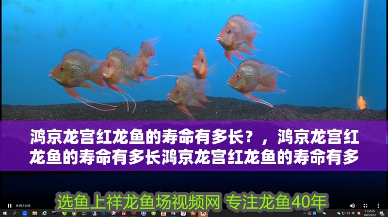 鴻京龍宮紅龍魚的壽命有多長？，鴻京龍宮紅龍魚的壽命有多長鴻京龍宮紅龍魚的壽命有多長