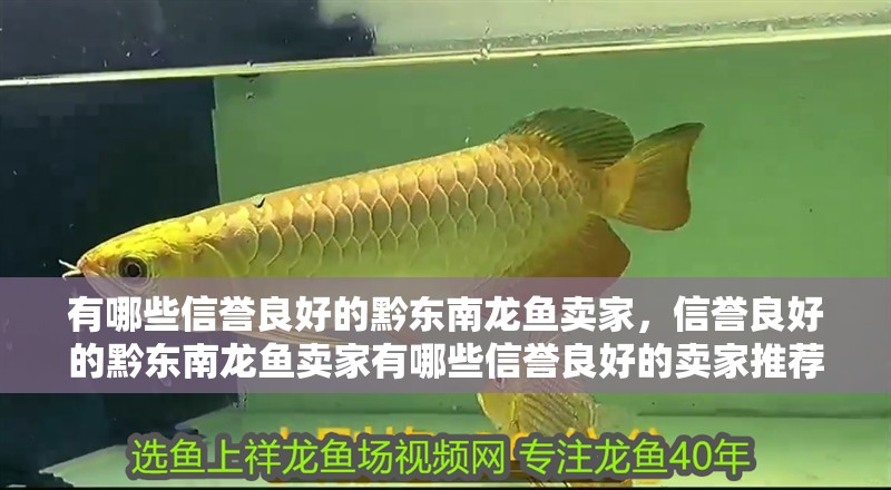 有哪些信譽良好的黔東南龍魚賣家，信譽良好的黔東南龍魚賣家有哪些信譽良好的賣家推薦