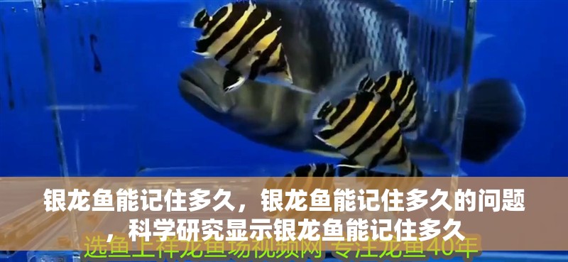銀龍魚能記住多久，銀龍魚能記住多久的問題，科學研究顯示銀龍魚能記住多久
