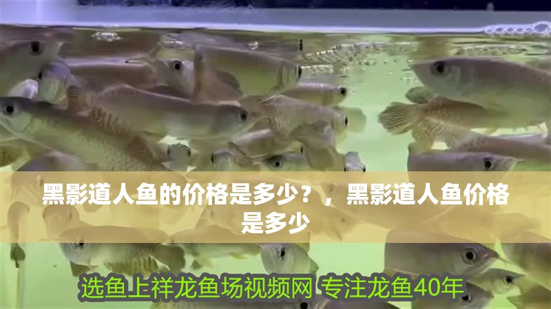 黑影道人魚的價格是多少？，黑影道人魚價格是多少