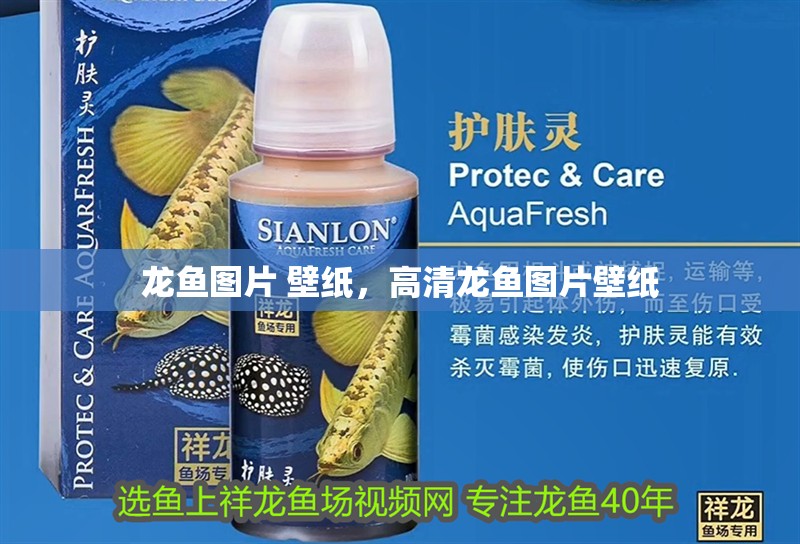 龍魚圖片 壁紙，高清龍魚圖片壁紙