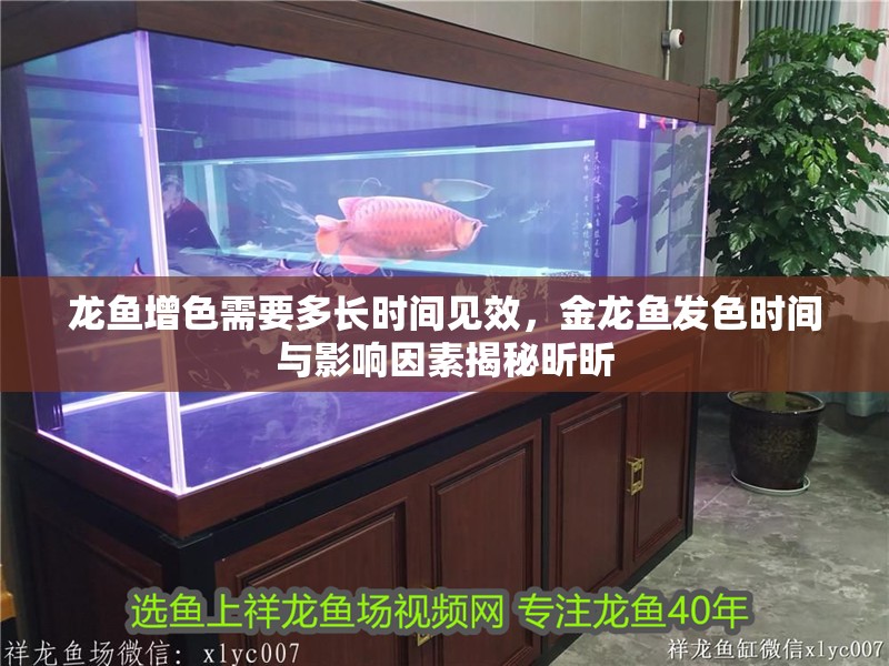 龍魚增色需要多長時(shí)間見效，金龍魚發(fā)色時(shí)間與影響因素揭秘昕昕