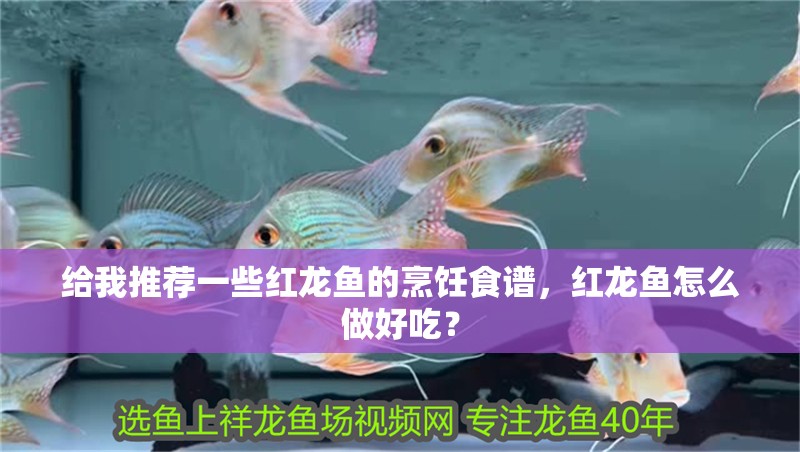給我推薦一些紅龍魚的烹飪食譜，紅龍魚怎么做好吃？