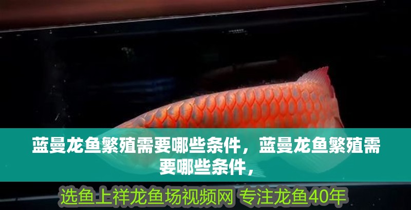 藍(lán)曼龍魚繁殖需要哪些條件，藍(lán)曼龍魚繁殖需要哪些條件，