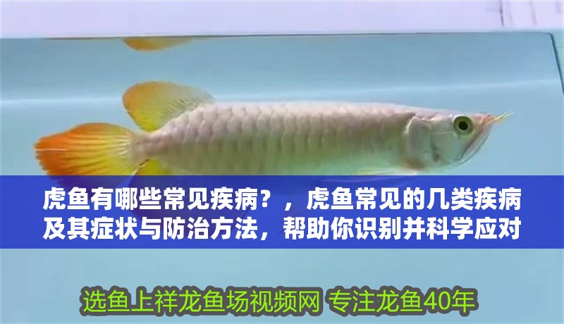 虎魚有哪些常見疾病?,虎魚常見的幾類疾病及其癥狀與防治方法,幫助你識別并科學應對
