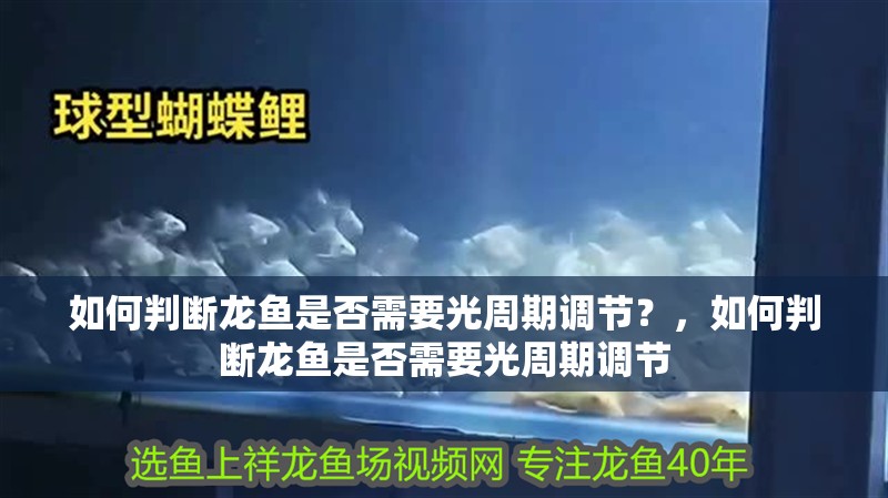如何判斷龍魚是否需要光周期調節？，如何判斷龍魚是否需要光周期調節