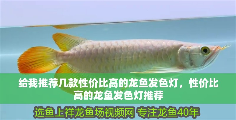 給我推薦幾款性價比高的龍魚發色燈，性價比高的龍魚發色燈推薦