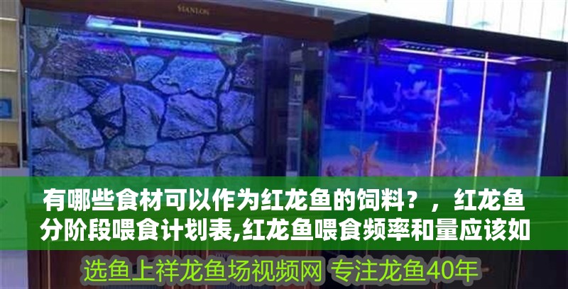 有哪些食材可以作為紅龍魚的飼料？，紅龍魚分階段喂食計(jì)劃表,紅龍魚喂食頻率和量應(yīng)該如何控制