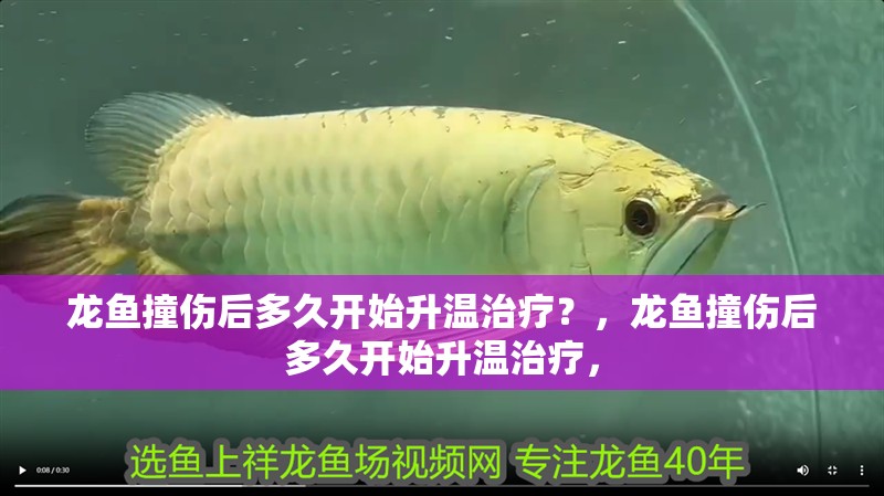 龍魚撞傷后多久開始升溫治療?,龍魚撞傷后多久開始升溫治療,
