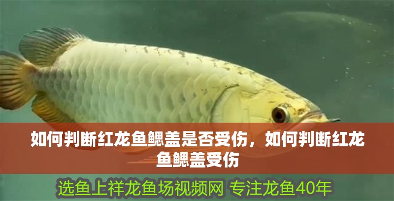如何判斷紅龍魚鰓蓋是否受傷，如何判斷紅龍魚鰓蓋受傷