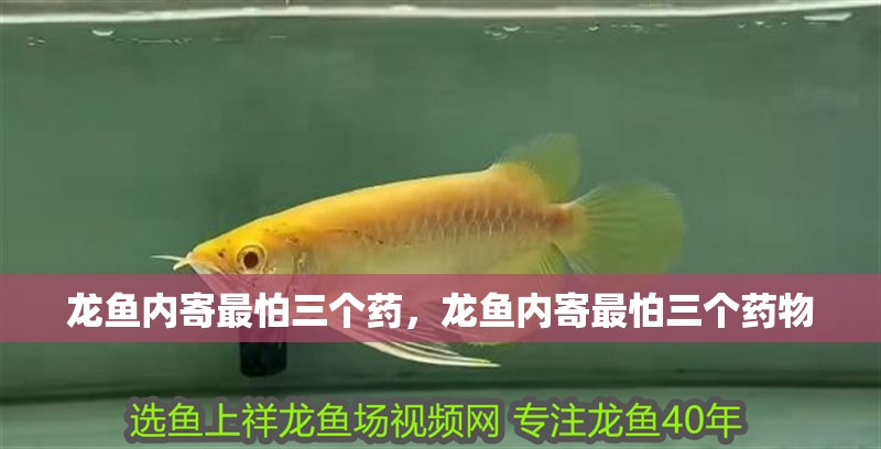 龍魚內寄最怕三個藥，龍魚內寄最怕三個藥物