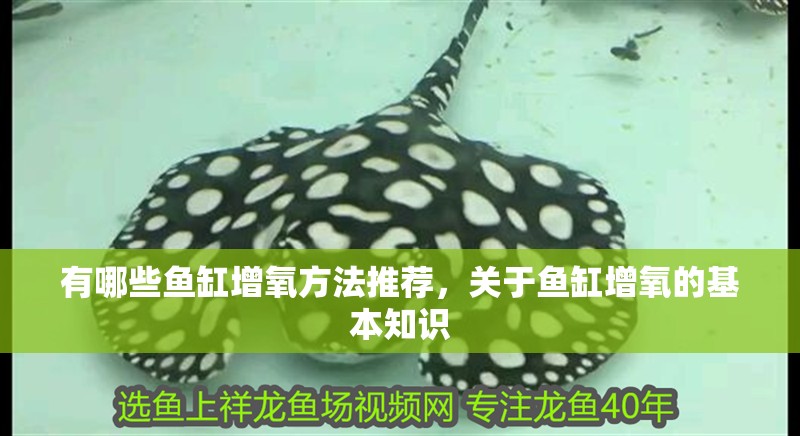 有哪些魚缸增氧方法推薦，關于魚缸增氧的基本知識