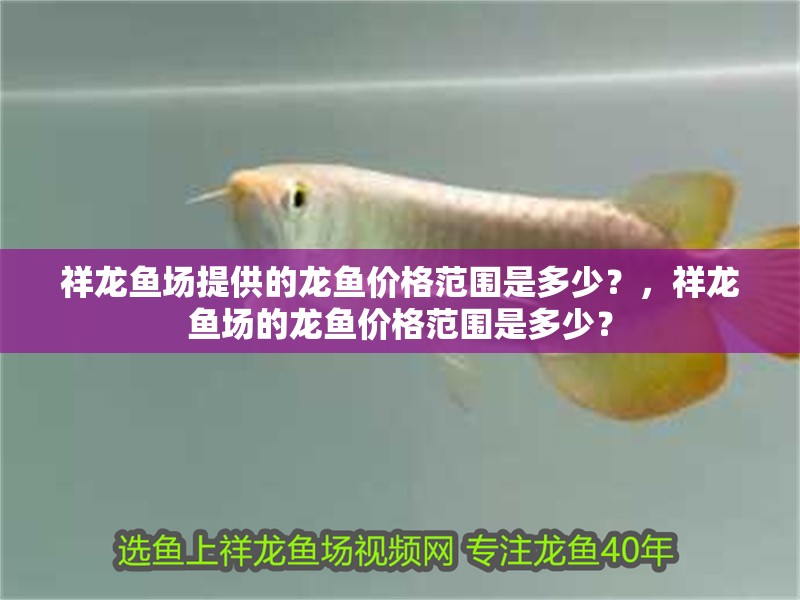 祥龍魚場提供的龍魚價格范圍是多少？，祥龍魚場的龍魚價格范圍是多少？