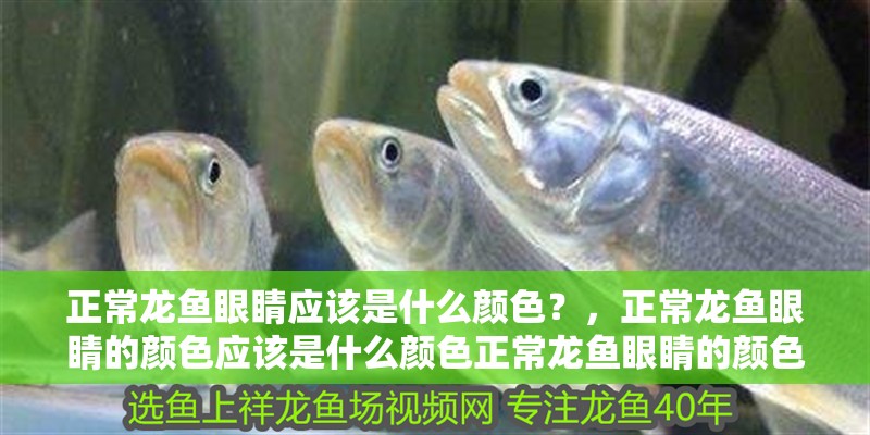 正常龍魚眼睛應(yīng)該是什么顏色?,正常龍魚眼睛的顏色應(yīng)該是什么顏色正常龍魚眼睛的顏色