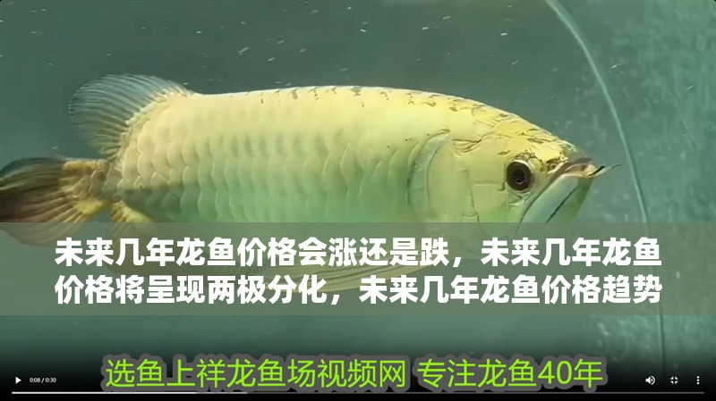 未來幾年龍魚價格會漲還是跌，未來幾年龍魚價格將呈現兩極分化，未來幾年龍魚價格趨勢
