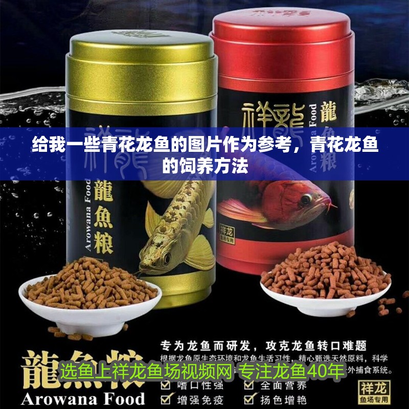 給我一些青花龍魚的圖片作為參考，青花龍魚的飼養方法
