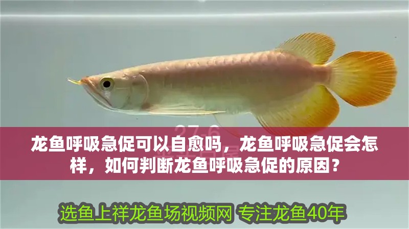 龍魚呼吸急促可以自愈嗎，龍魚呼吸急促會怎樣，如何判斷龍魚呼吸急促的原因？