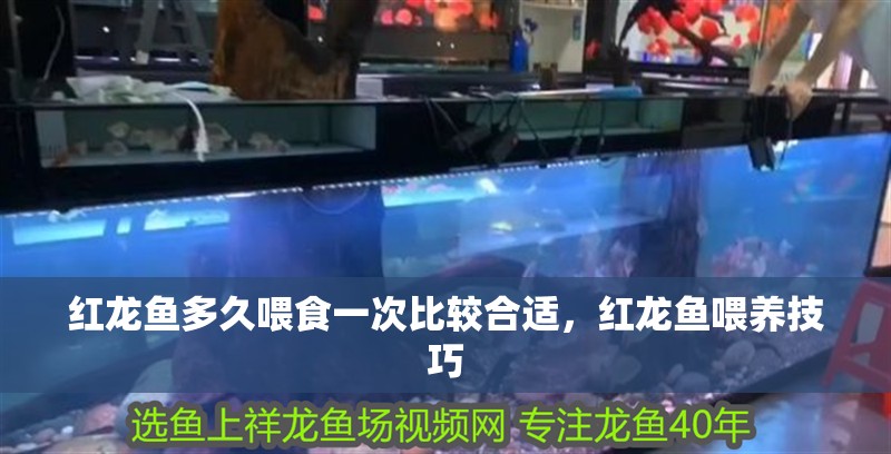 紅龍魚多久喂食一次比較合適，紅龍魚喂養技巧