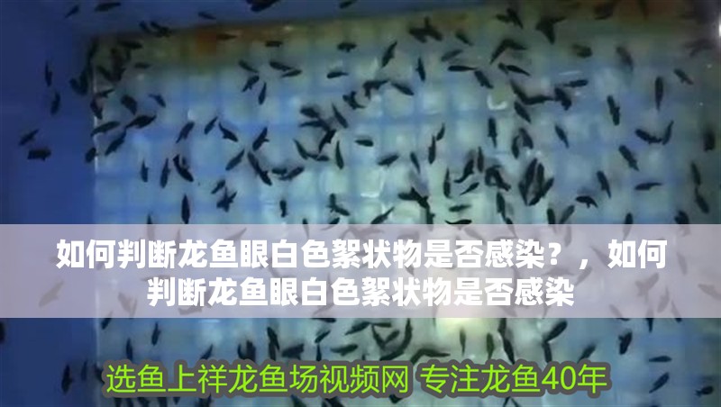 如何判斷龍魚眼白色絮狀物是否感染？，如何判斷龍魚眼白色絮狀物是否感染