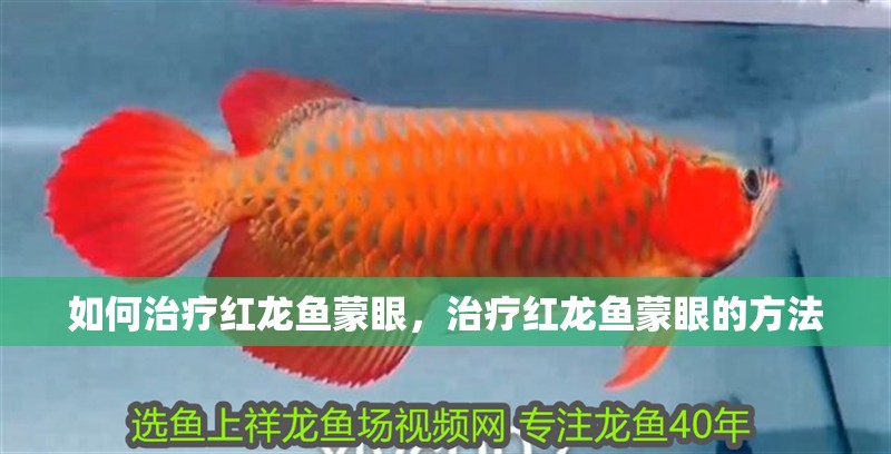 如何治療紅龍魚蒙眼，治療紅龍魚蒙眼的方法
