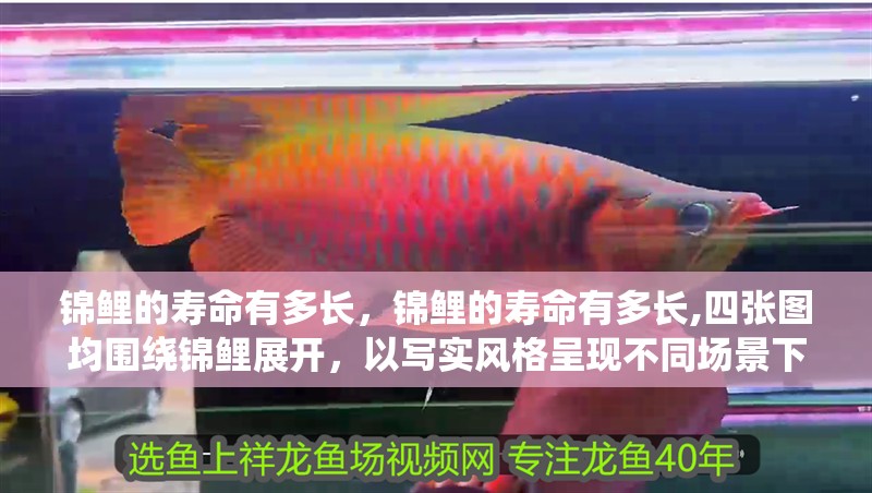 錦鯉的壽命有多長(zhǎng)，錦鯉的壽命有多長(zhǎng),四張圖均圍繞錦鯉展開(kāi)，以寫(xiě)實(shí)風(fēng)格呈現(xiàn)不同場(chǎng)景下的錦鯉