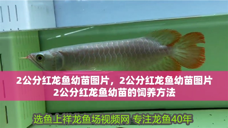 2公分紅龍魚幼苗圖片，2公分紅龍魚幼苗圖片2公分紅龍魚幼苗的飼養方法