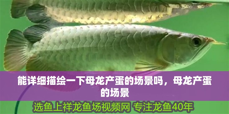 能詳細描繪一下母龍產蛋的場景嗎，母龍產蛋的場景
