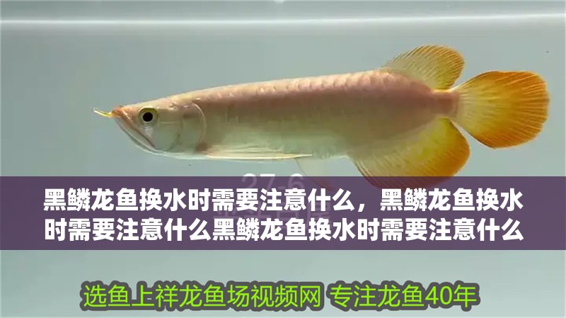 黑鱗龍魚換水時需要注意什么,黑鱗龍魚換水時需要注意什么黑鱗龍魚換水時需要注意什么
