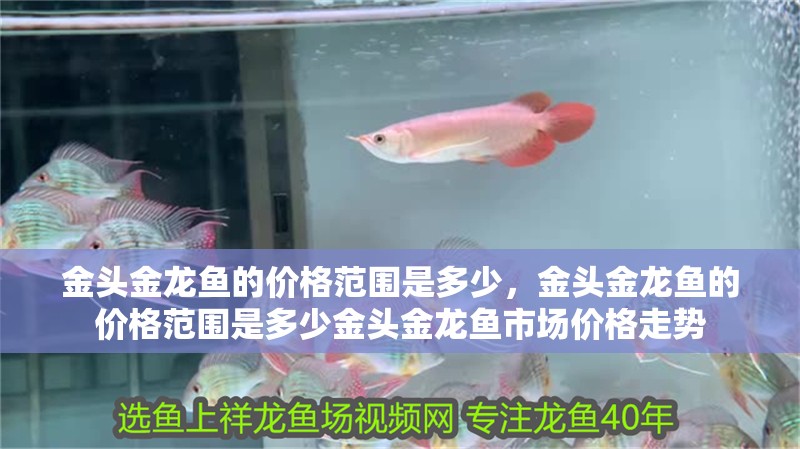 金頭金龍魚的價格范圍是多少，金頭金龍魚的價格范圍是多少金頭金龍魚市場價格走勢