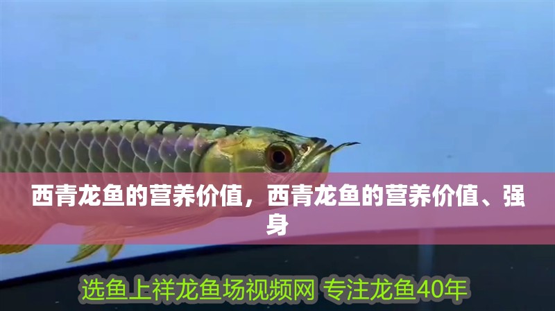 西青龍魚的營養價值，西青龍魚的營養價值、強身