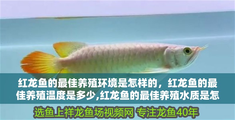 紅龍魚的最佳養殖環境是怎樣的，紅龍魚的最佳養殖溫度是多少,紅龍魚的最佳養殖水質是怎樣的