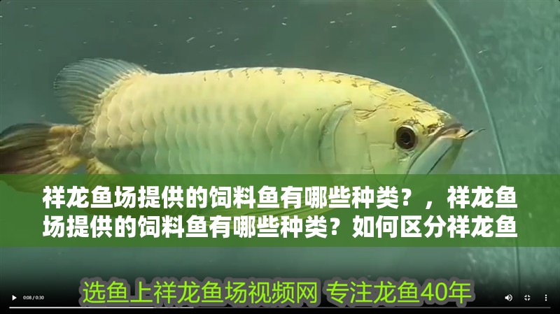 祥龍魚場(chǎng)提供的飼料魚有哪些種類？，祥龍魚場(chǎng)提供的飼料魚有哪些種類？如何區(qū)分祥龍魚場(chǎng)的不同品種？