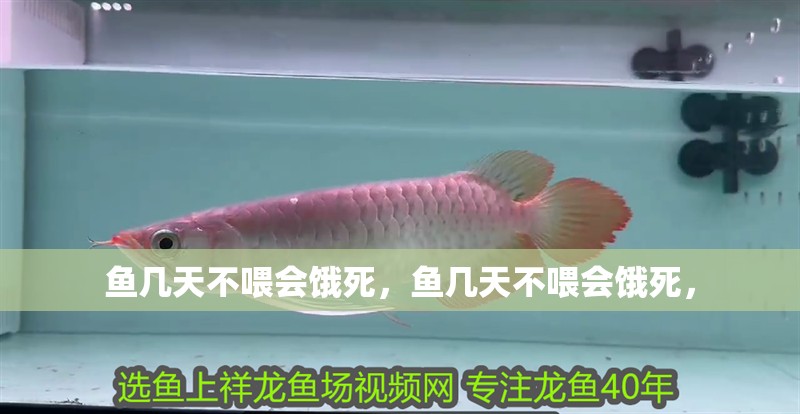 魚幾天不喂會餓死，魚幾天不喂會餓死，