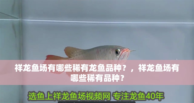 祥龍魚場有哪些稀有龍魚品種？，祥龍魚場有哪些稀有品種？