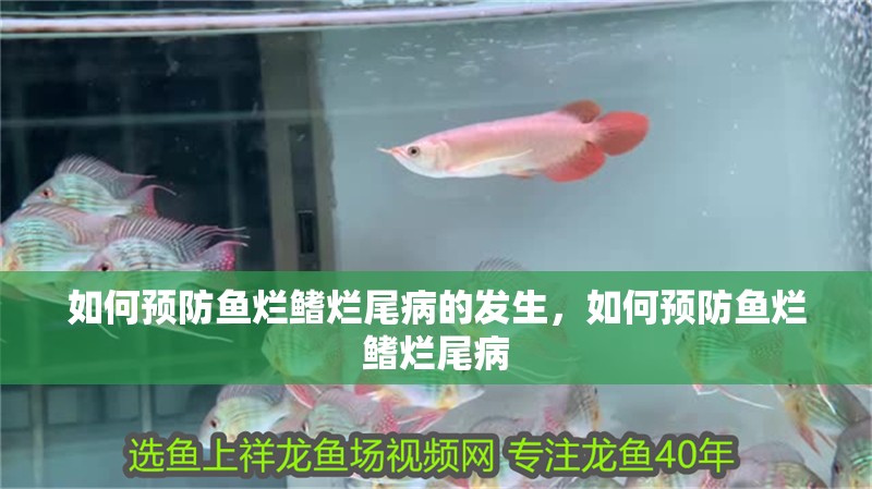 如何預(yù)防魚爛鰭爛尾病的發(fā)生，如何預(yù)防魚爛鰭爛尾病