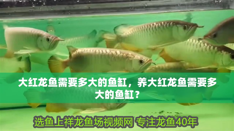 大紅龍魚需要多大的魚缸，養大紅龍魚需要多大的魚缸？